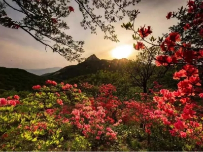 走！抓住春天的尾巴，去看杜鵑漫山紅遍